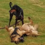 An image of Dexter playing