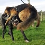 Doggo Wrestling