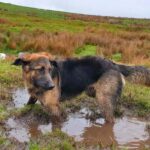 image of Dexter in the mud