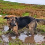 An image of Dexter in the mud