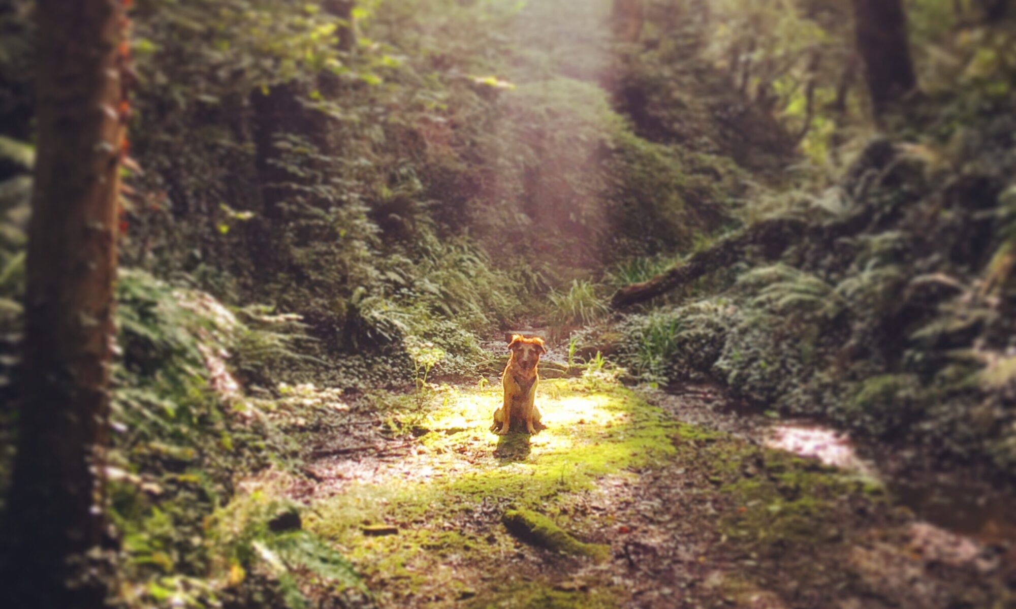 Dognamity